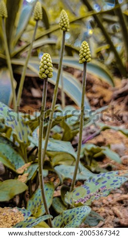 Close up of succulent plants, background or texture stock photo