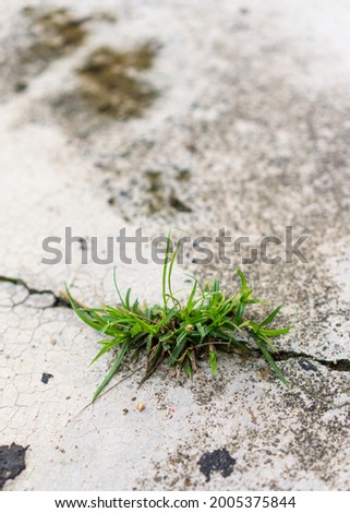 Grass grows in the cracks of the floor.