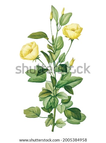 Reduta Heterophylla flower vintage botanical art design element Free download It`s perfect for fabrics, t-shirts, mugs, decals, pillows, logo, pattern and much more!