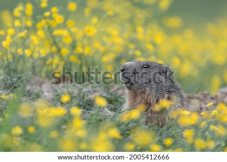 Fine art portrait of Alpine marmot among the flowers (Marmota marmota)