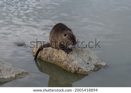 Myocastoridae rodent (Myocastor coypus), also called coipo, little beaver and swamp beaver, native to southern America and introduced in many countries as a fur animal.