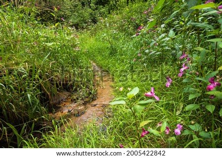 Creek banks overgrown with thick grass in the summer in a forest clearing