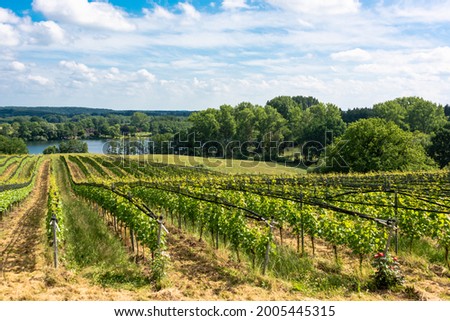 A vineyard in Schleswig-Holstein in the Holstein Switzerland in Grebin
