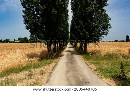 Rural road with trees surrounded by barley cultivation, Parma, Italy. High quality photo
