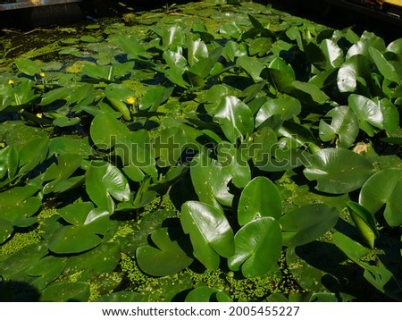 Yellow water lilies growing on the river. Juicy green leaves.