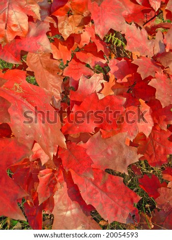 Autumn foliage