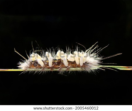 Caterpillar with white eggs on his back