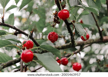 Organic red cherry tree branch after rain. Ripe berry fruit with raindrops, summer time garden background. Selective focus. Beautiful bokeh photo. High quality photo