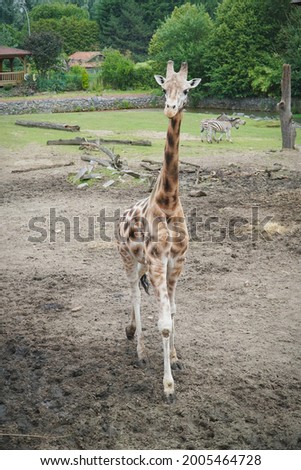 Giraffe walking towards camera in zoo