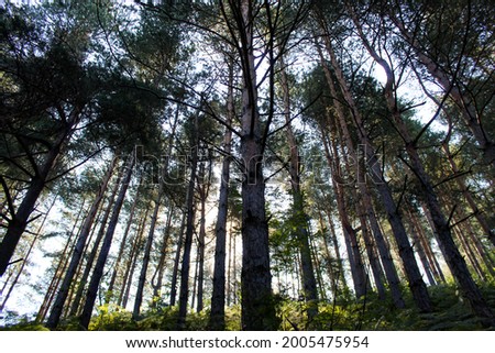 Forest. Coniferous forest. Trees in the woods in the morning and sunlight passes through the canopy.