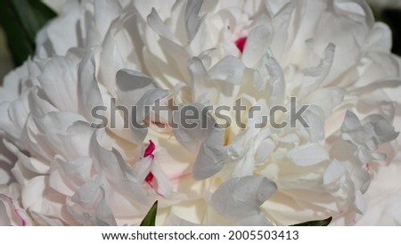 Natural white background of white peony petals in sun light with selective focus, large format