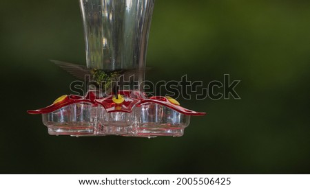A beautiful hummingbird photo from the back gathering nectar.