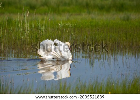 Beautiful mute swan swimming away across a lake with its wings partly up, with reflection.