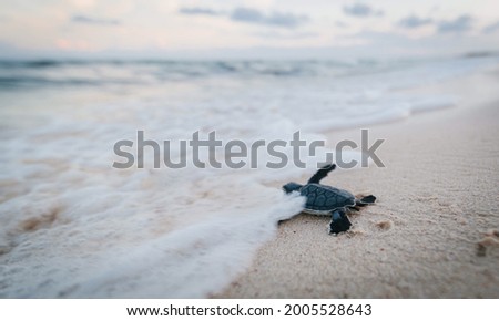 Baby Sea Turtle Just Born First Steps into ocean Mexico