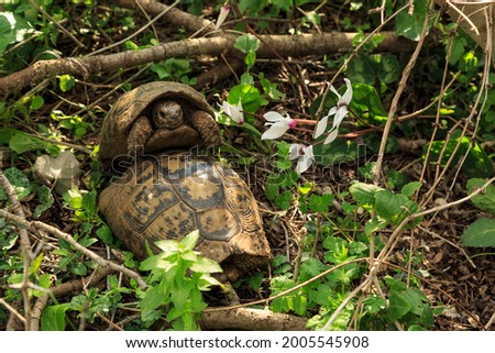 Land turtles in dense forest
