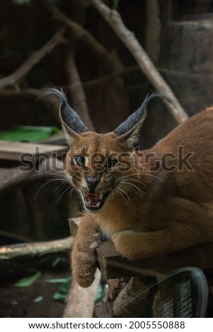 Close up photo of Caracal is a medium-sized wild cat native to Africa, the Middle East, Central Asia, and arid areas of Pakistan and northwestern India. It is characterised by a robust build, long leg