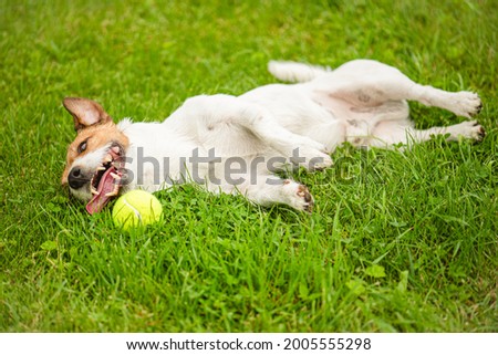  Tired dog lying down on green grass on hot summer day after active game with tennis ball Royalty-Free Stock Photo #2005555298