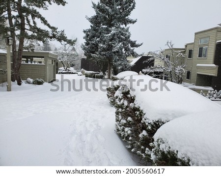 winter snow on bushes and roads in Seattle 