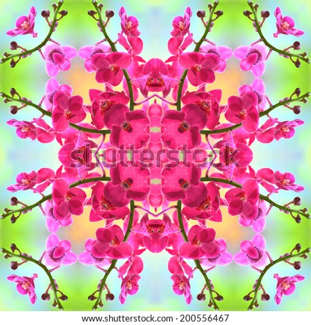 Colorful seamless pattern made from pink flower ( Ascda.Saint Valentine orchid flower ) texture background 