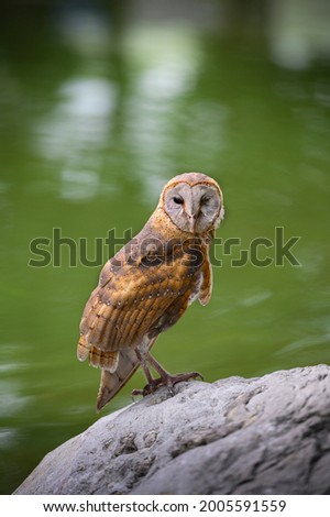 A beautiful barn owl perched on a stone near the river.