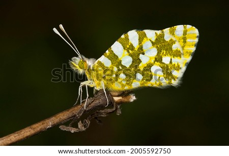 macro photo shoots of butterflies around the world