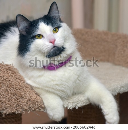 beautiful fluffy black and white cat with yellow eyes portrait