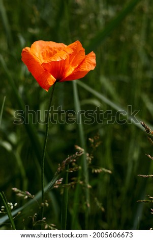 Closeup of orange flower. Garden and vegetation in spring. Poppies. Selective focus, Blurried background. High quality photo