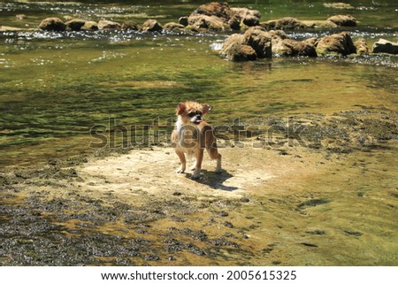 Pekingese chihuahua dog cooling down in the summer, standing on a dry surface in the river, after swimming. Water dripping off the dog's hair, tongue out. Fun and playful looking dog.