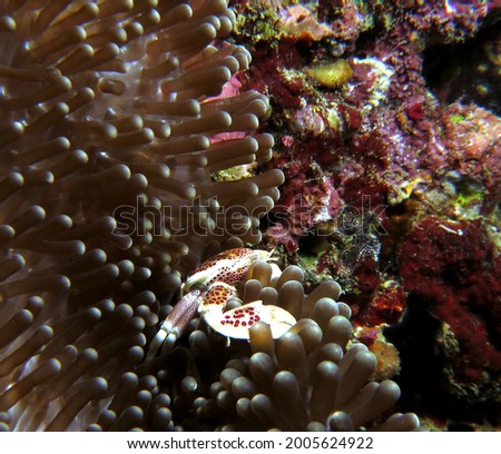 A Porcelain crab on anemone Boracay Island Philippines                              