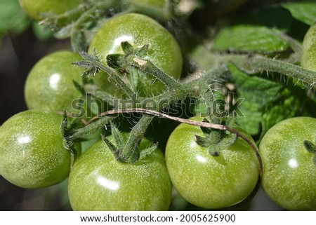 Summer, a large bunch of green tomatoes