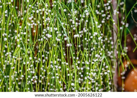 Green Rhipsalis Baccifera twigs with white fruits in garden. Many white round bead mistletoe cacti Fruits. Mistletoe cactus Rhipsalis baccifera bush with  globose pearl seeds