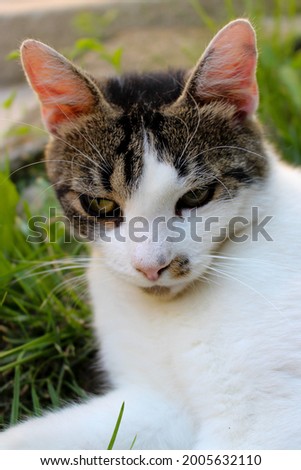 A lazy white and patterned  fur cat laying in the grass  during his nap. He is relaxed and ready for his next nap. 