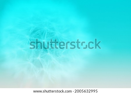 dandelion flowers with flying feathers on turquoise background. Macro with soft focus.
