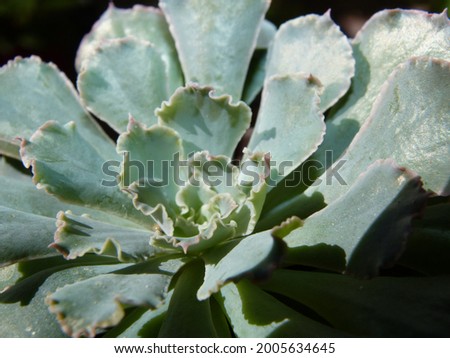 Succulent plant leaves in closed caption