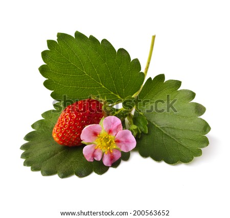 Strawberries with flower on a white background. 
