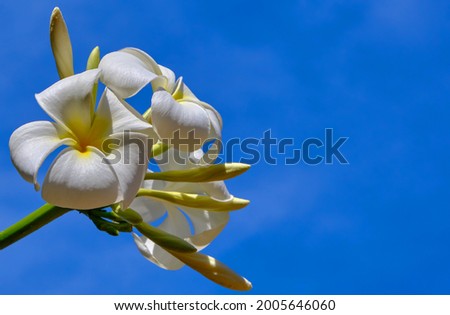 white frangipani or Plumeria flowers blooming beautifully with a blue sky in the background.