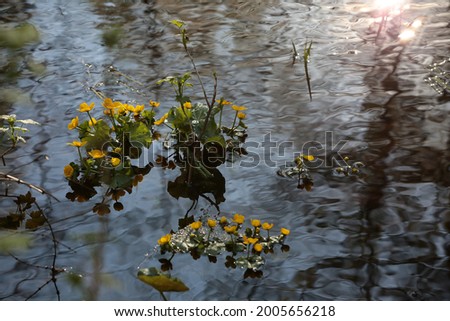 A plant with yellow flowers with large leaves growing floating on the surface of the pond. Natural landscape at sunset with a sun spot on the water. Artistic background