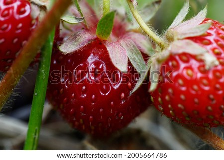 Close-up of ripe strawberries in natural garden environment. Visible green peduncles, a fragment of a bush and fruit. Ecological cultivation of delicate fruits ripening in the sun. Royalty-Free Stock Photo #2005664786