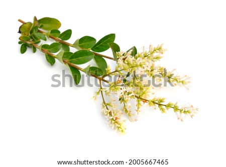 Ligustrum vulgare, wild privet, also sometimes known as common privet or European privet. Isolated Royalty-Free Stock Photo #2005667465