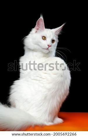 Portrait of longhair cat breed Maine Coon Cat white color with yellow eyes looking over shoulder. Beautiful animal sitting on orange and black background. Full length studio shot of domestic cat