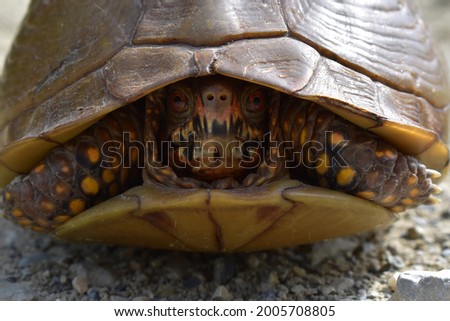 Box Turtle hiding in its shell