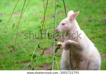 Albino wallaby feeding on leaves from a branch