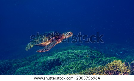 Green sea turtle (Chelonia mydas) in a coral garden at Santa Sofia I dive site in Sogod Bay, Southern Leyte, Philippines.  Underwater photography and travel.