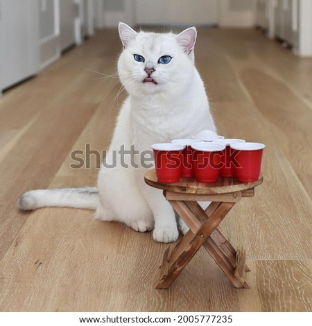 Beautiful cat searching her favorite meal