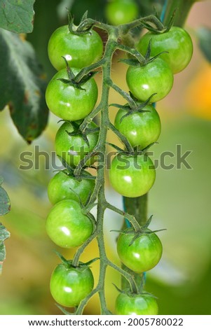 light green tomato photo in backyard green blur background