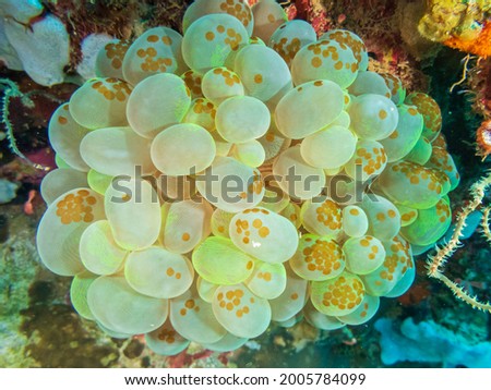 Bubble coral (Plerogyra sinuosa) with Acoel Flatworms (convolutidae) at Adrian's Cove dive site, Limasawa Island in Sogod Bay, Southern Leyte, Philippines.  Underwater photography and travel.