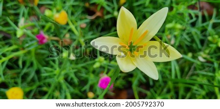 a little yellow flower and green leaves in garden