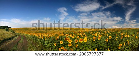 Panorama field of sunflowers, high-resolution photography, summer landscape of large format