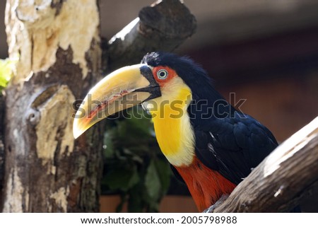 The green-billed toucan, Ramphastos dicolorus, is one of the most beautifully colored birds
