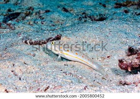 A picture of a orange spotted sleepergoby on the sand